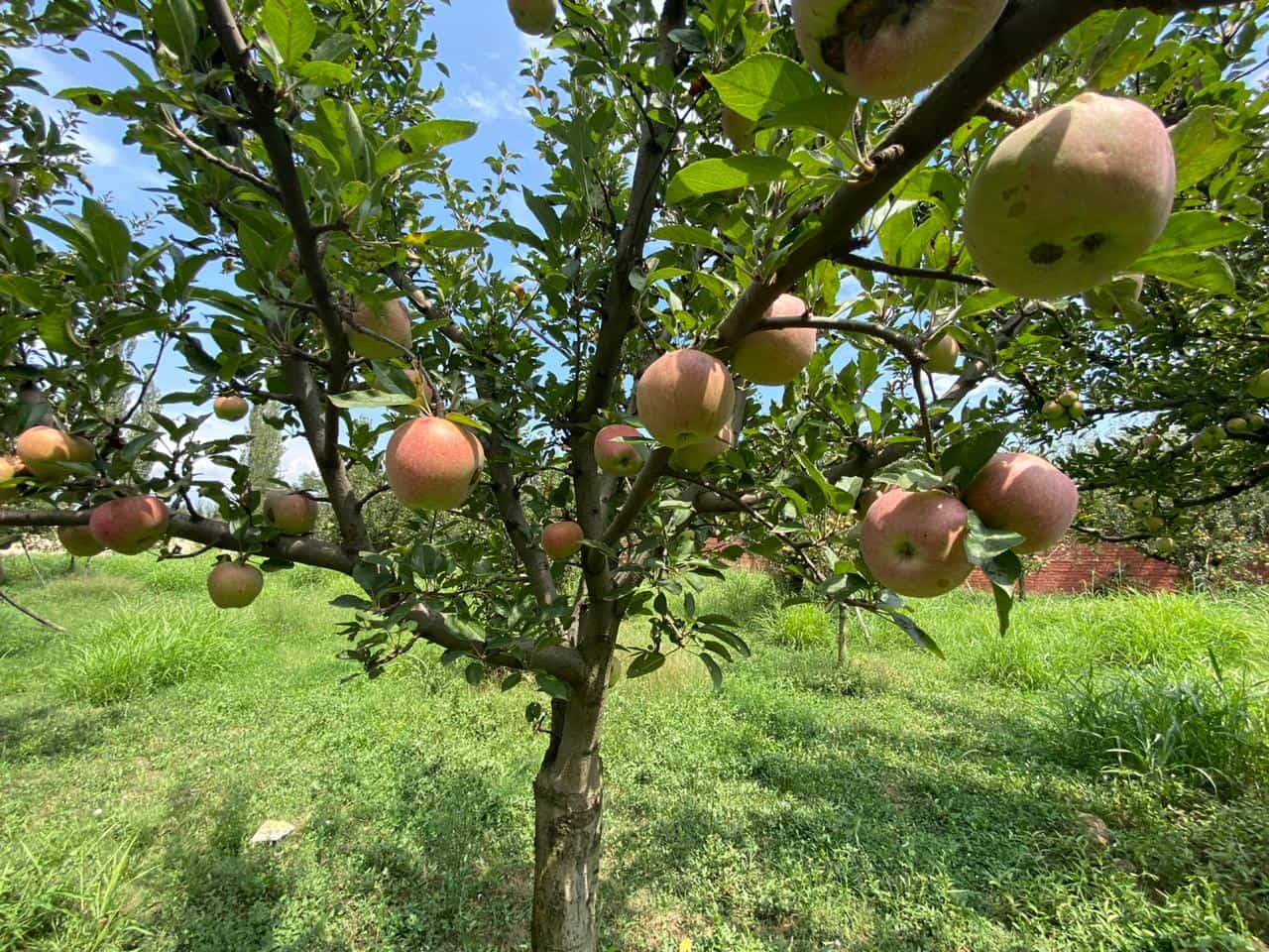 Kashmir apple