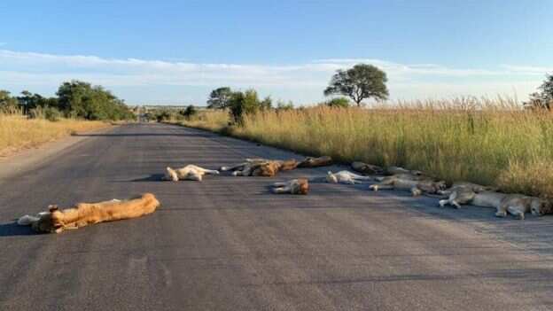 South African lions