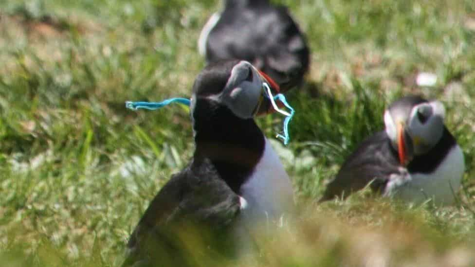 Puffin with face mask: Clicked by: ROB HUGHES