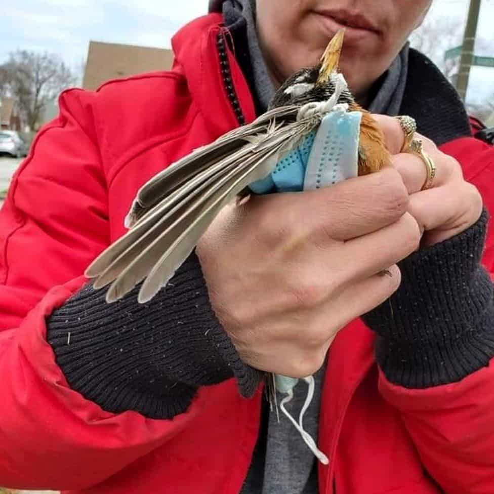 Many birds, like this American robin found in April 2020, are seen tangled in the elastic straps of masks: Clicked by: JAKE KENNY