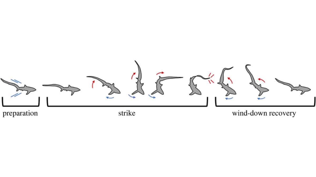 Vertebral morphology in the tail-whipping common thresher shark, Alopias vulpinus