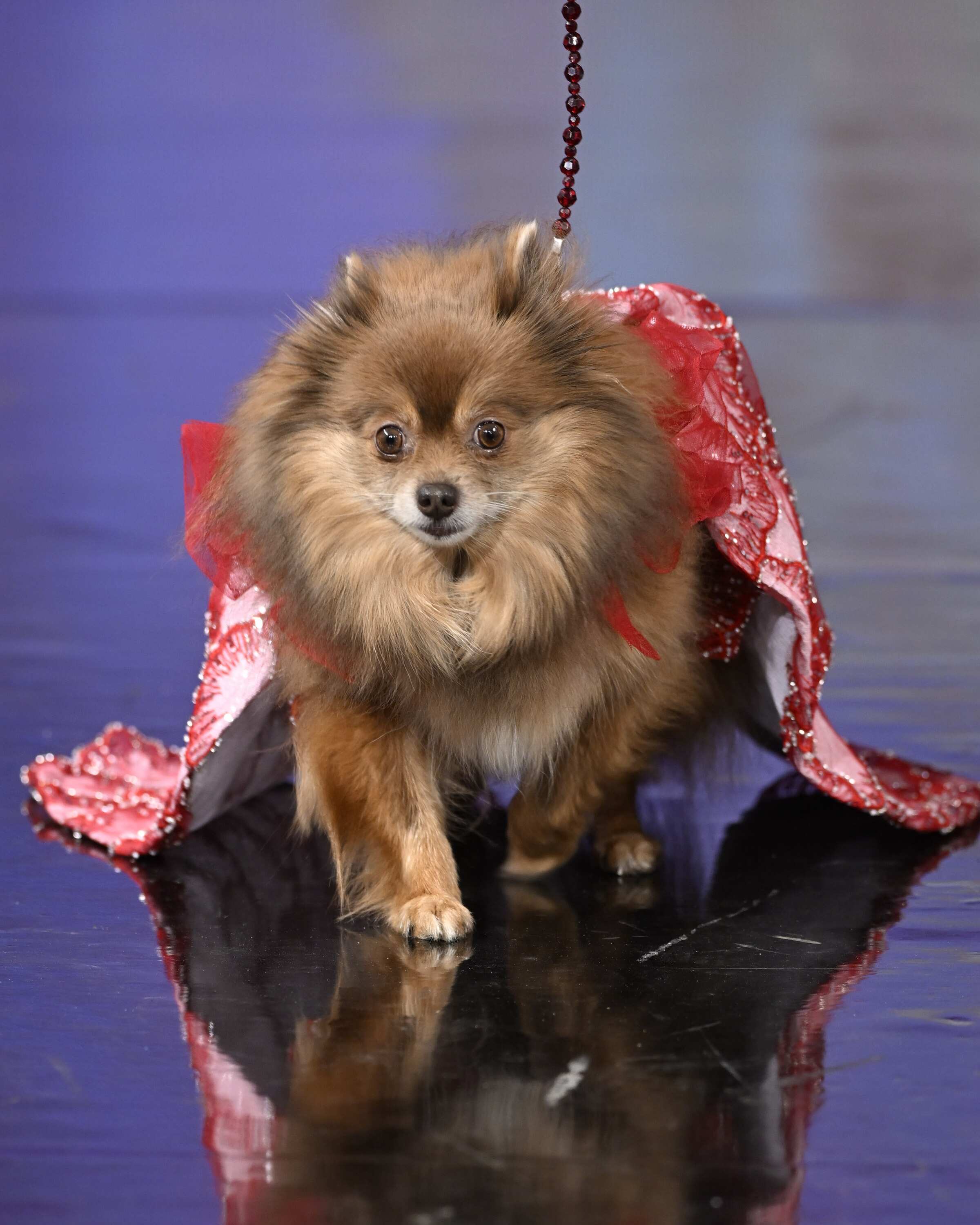 New York Fashion Week