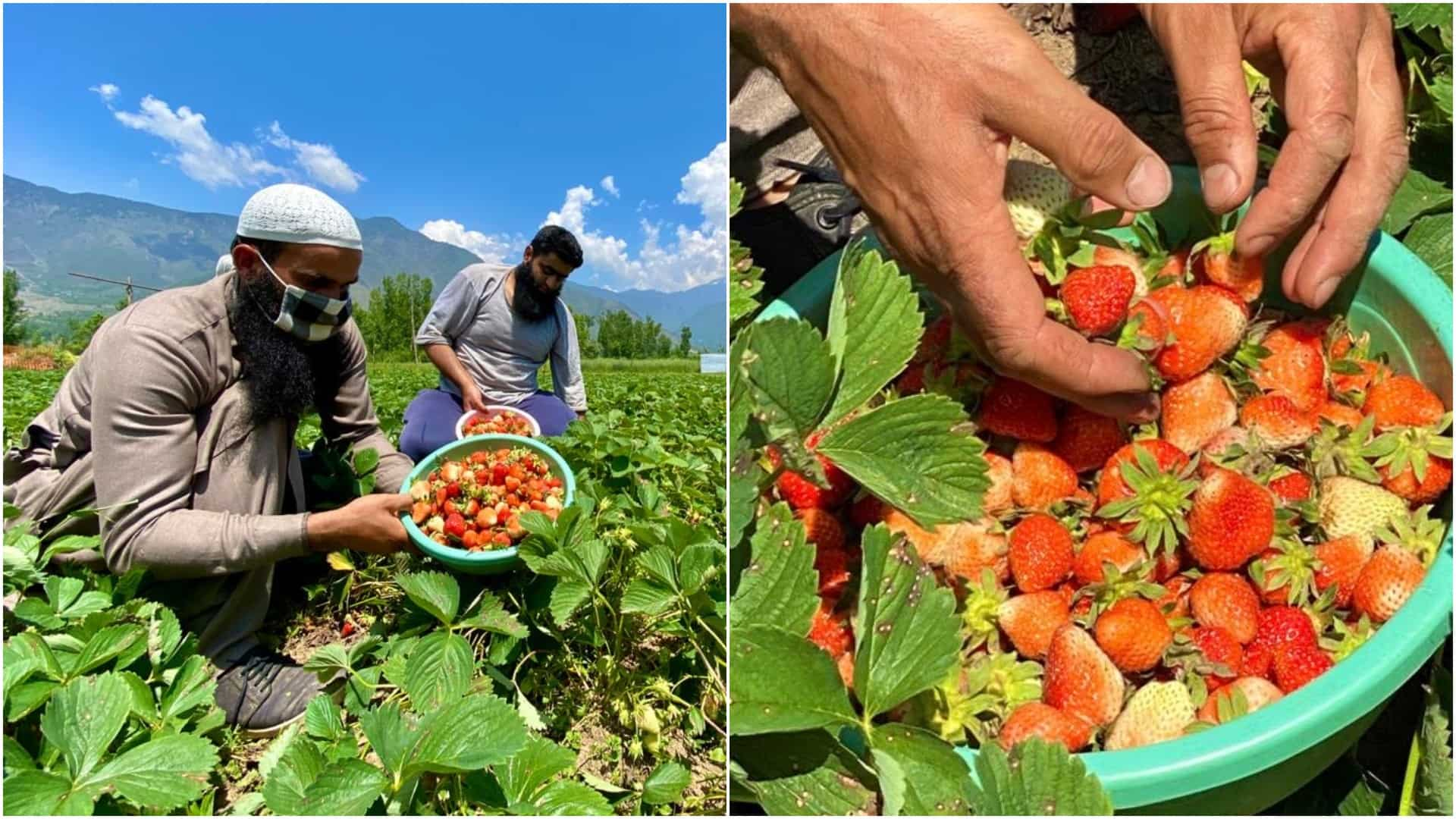 Strawberry boom in Kashmir