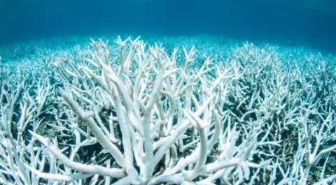 Coral Reef Taller Than The Empire State Building Discovered In Australia Science News Wionews Com