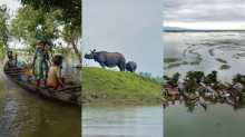 Assam's Kaziranga and Bangladesh among the worst-hit in South Asia's worst floods in decades