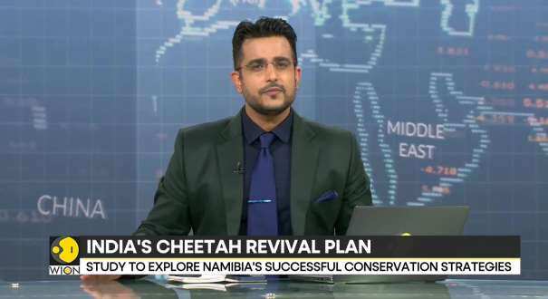 cheetah revival plan News - Latest cheetah revival plan News, Breaking