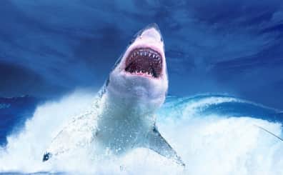 Great white shark News - Latest Great white shark News, Breaking Great