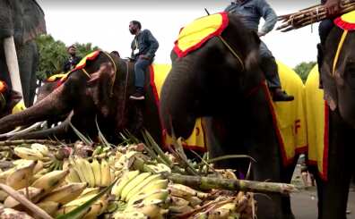 National elephant day News - Latest National elephant day News