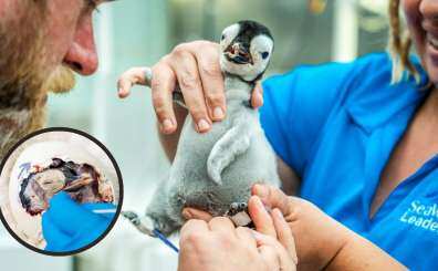 Emperor Penguin News - Latest Emperor Penguin News, Breaking Emperor