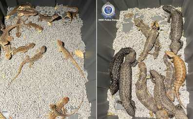 native lizards News - Latest native lizards News, Breaking native ...