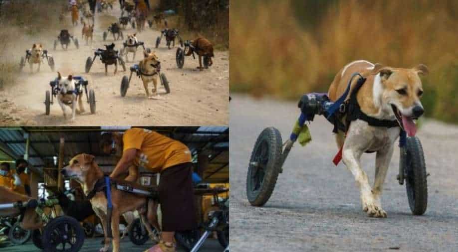 Thai shelter for disabled dogs