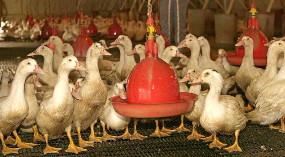 Bird Flu Outbreak In Southwest France Under Control Say Authorities World News Wionews Com