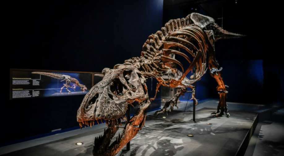 First Real Look At T Rex Skeleton In Paris Museum World News Wionews Com