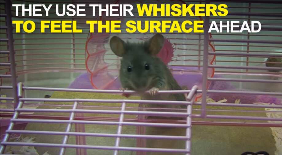 Mice Are Smarter Than You Think World News