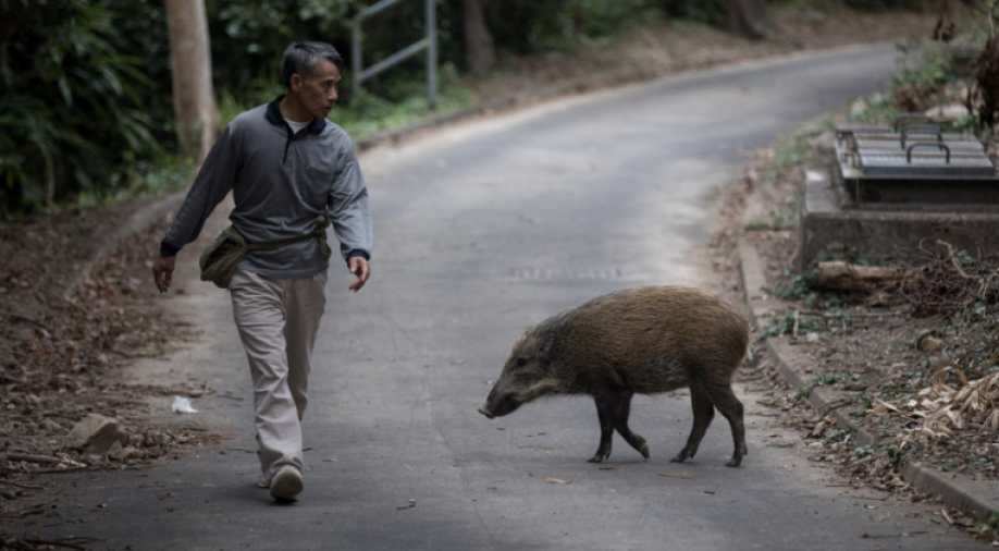 Hong Kong faces wild boar invasion as China the year of the