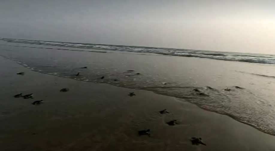 Pakistan: Hundreds of baby turtles released into Arabian Sea - South ...
