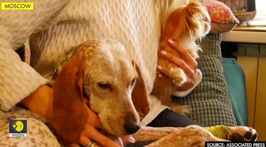 Abandoned pets find new homes in Moscow Edge News