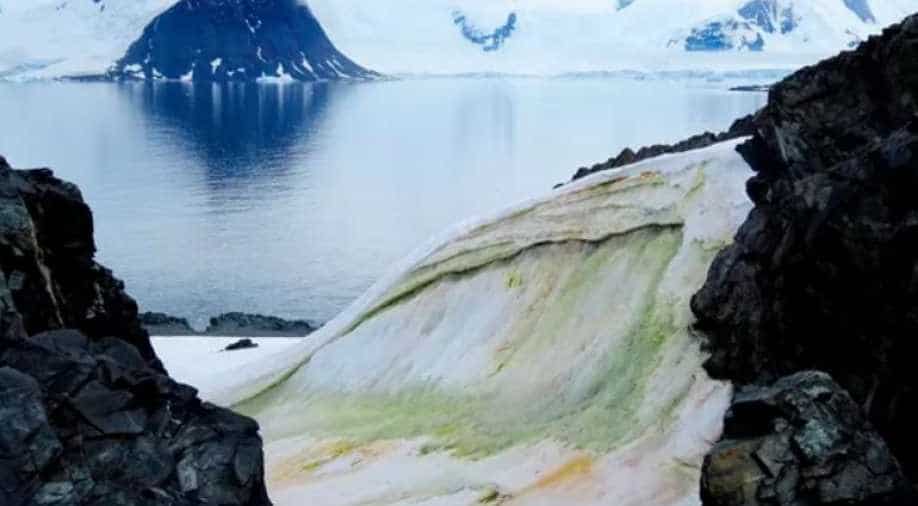 Scientists prepare a map of Antarctica turning green due to climate
