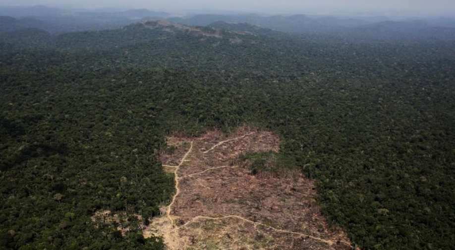 Brazil Deforested 10 000 Square Km Of Amazon Rainforest In 19 Up 34 On Year World News Wionews Com