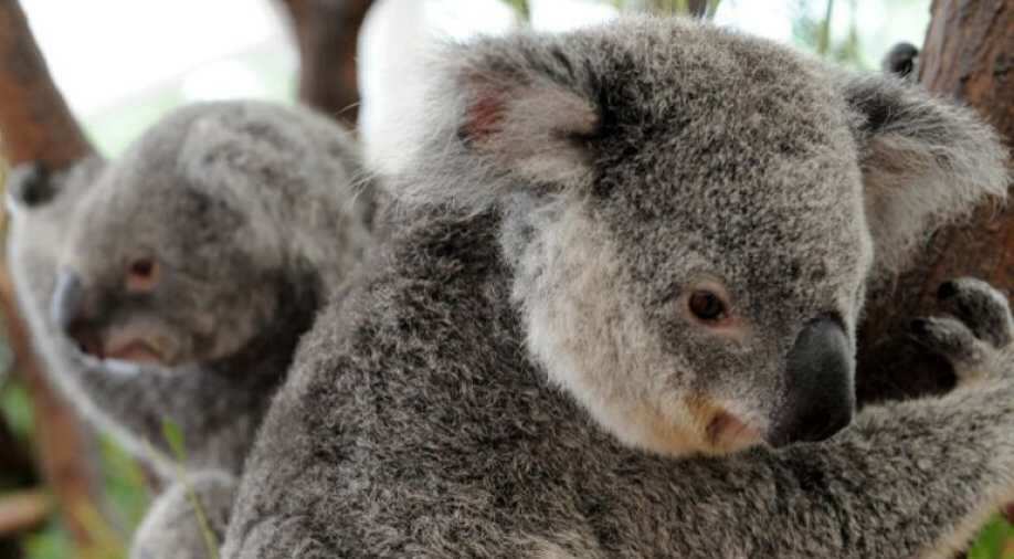Thing of the past? Experts fear Australia's iconic koala could go