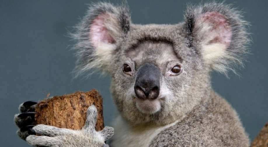 Habitat loss in an Australian state may drive koalas to extinction by