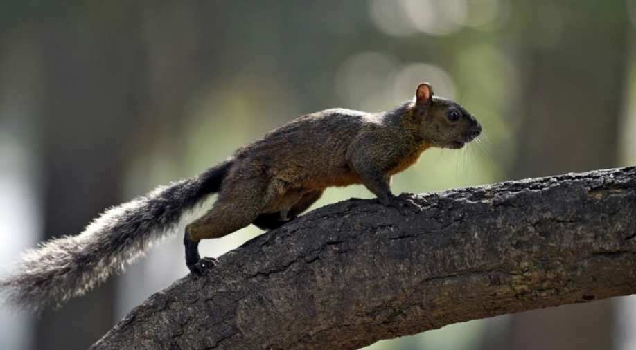 A squirrel in Colorado develops bubonic plague, authorities issue