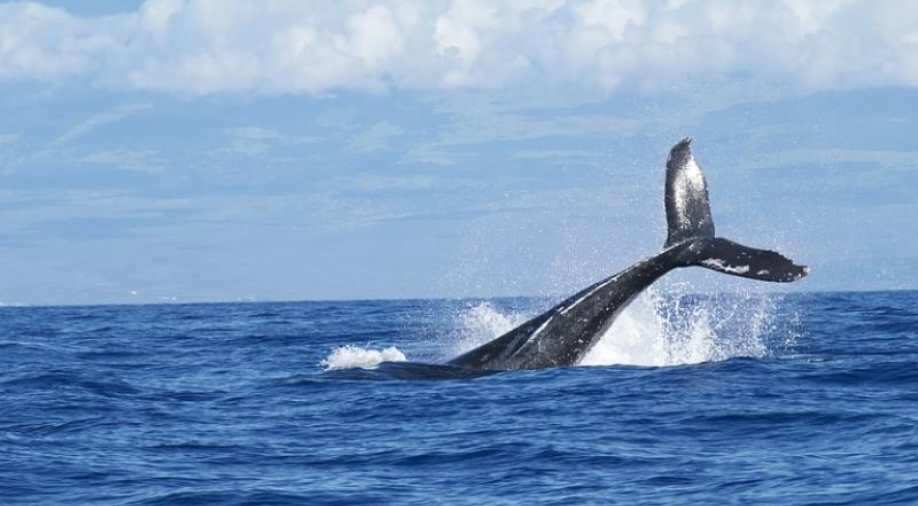 Tourist Crushed By Whale S Tail In Australia World News Wionews Com