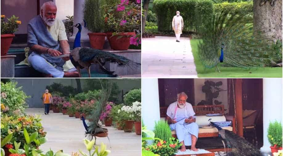 Of poetry and friendship: PM Modi posts another video featuring peacocks -  India News News