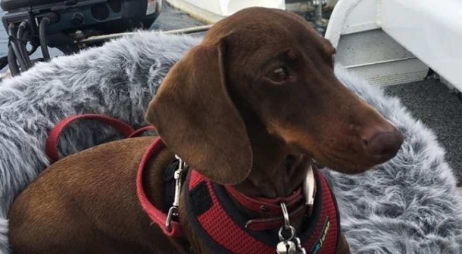 weiner dog in airplane