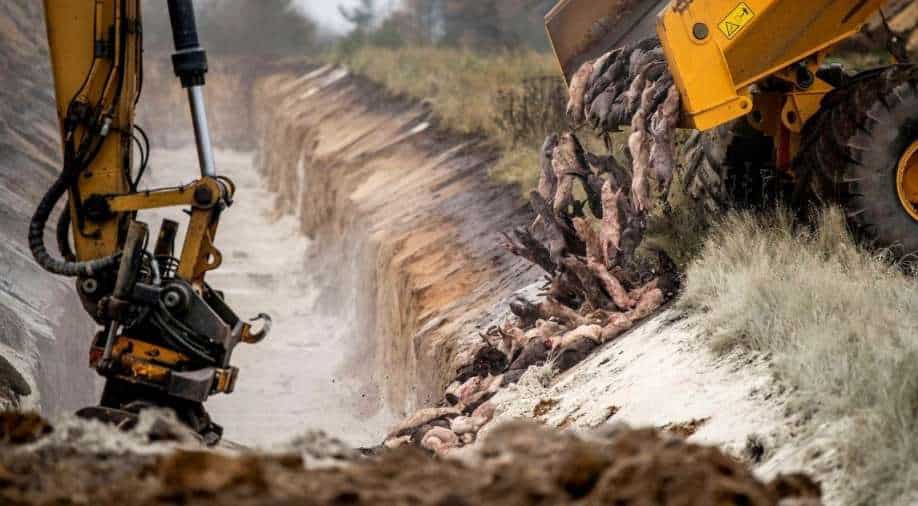 Denmark to dig up 'zombie mink' that resurfaced from mass graves, World