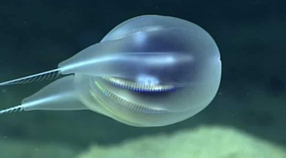 Scientists confirm entirely new species of bizarre gelatinous blob