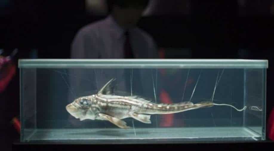 Will Ghost Sharks Vanish Before Scientists Can Study Them Science