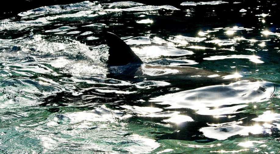 Woman dies in suspected New Zealand shark attack - Vimarsana News