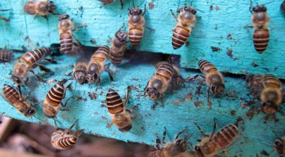 Could the world's first bee vaccine save honeybees?