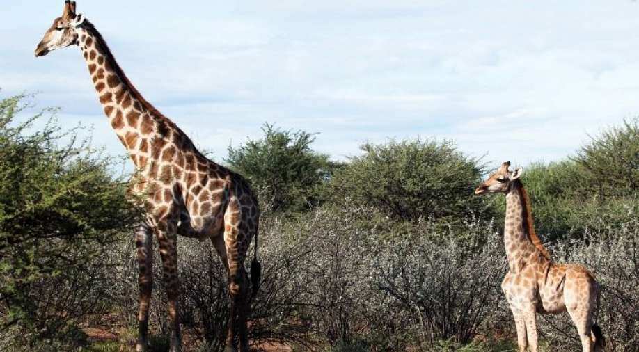 Dwarf giraffes discovery surprises scientists - Vimarsana News
