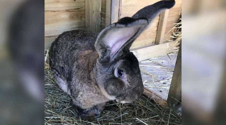 World's biggest rabbit stolen from home in England, World News