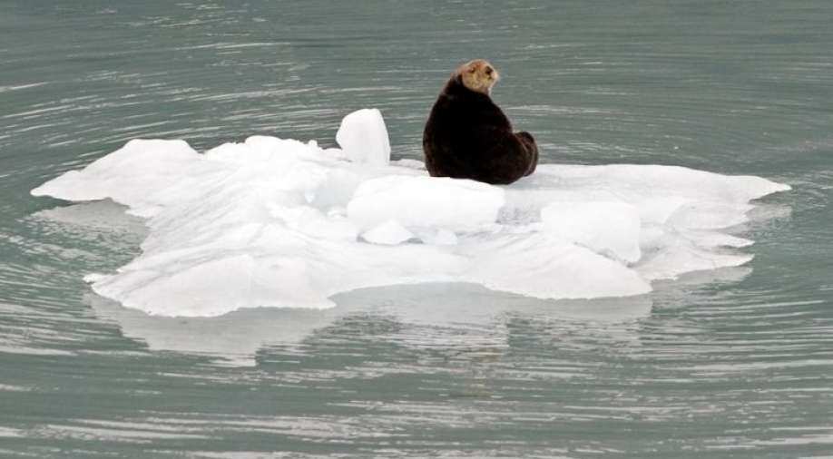 Scientists resolve mystery of why otters stay warm in cold surroundings