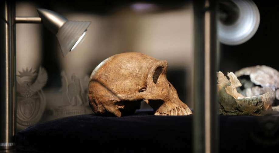 South Africa: Fossil discovered recently forms part of hominid child's skull - Vimarsana News