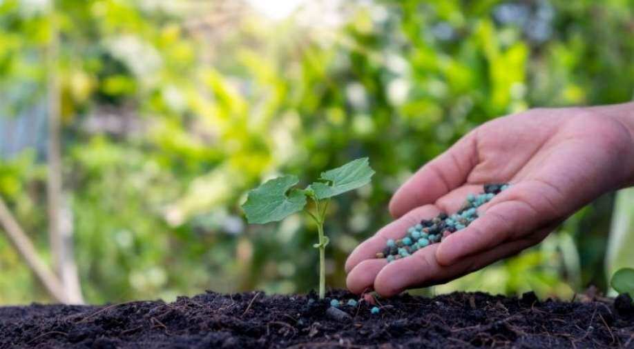 Blame game on contaminated fertiliser continues; Sri Lanka govt backtracks on greener agriculture move - Vimarsana News