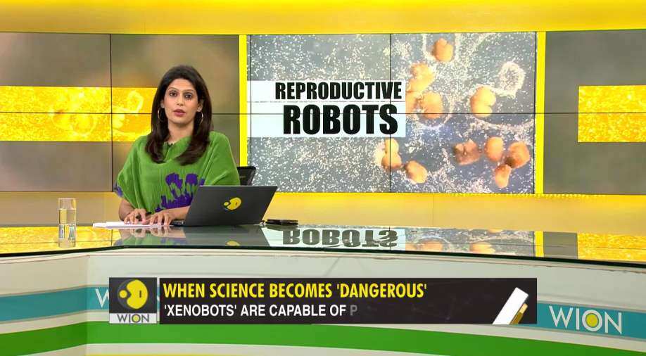Gravitas: These robots can produce babies; 'Xenobots' capable of 'self-replicating' - Vimarsana News