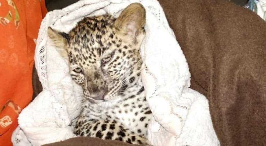 Under presumption of 'kittens', Indian farmer rescues leopard cubs, India News News - Vimarsana News
