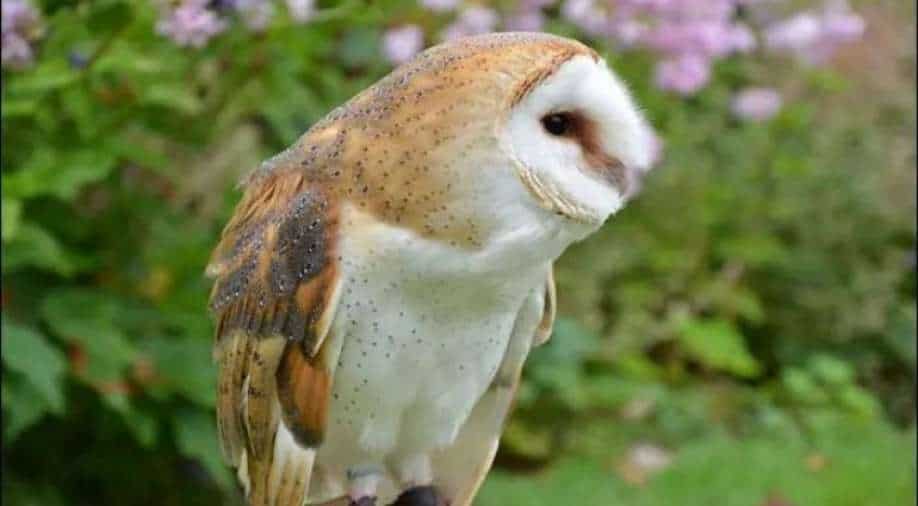 Rare sighting: Barn owl shows up in Indian state, gets rescued - Vimarsana News