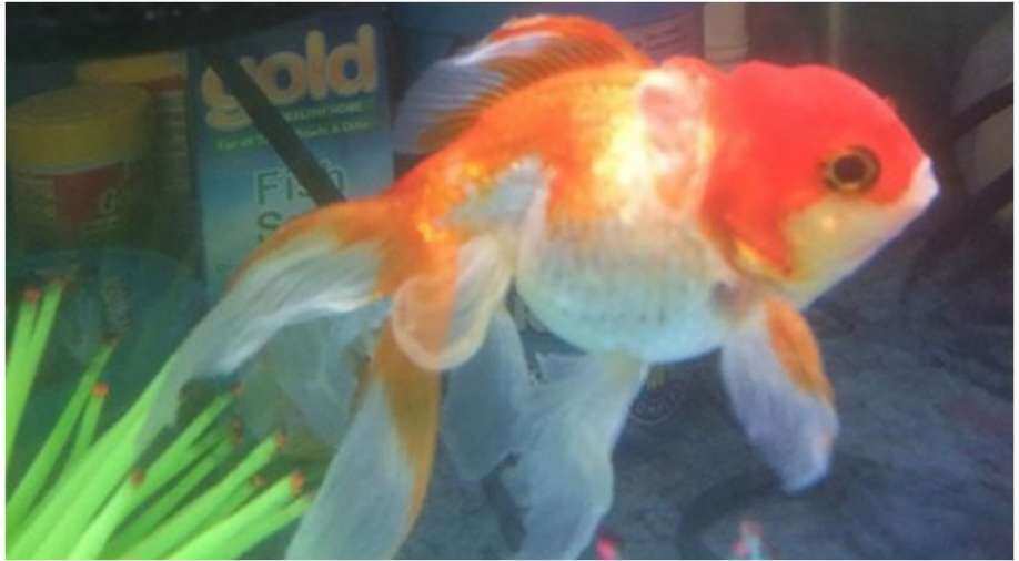 No kidding: Goldfish actually drove a vehicle on land - Vimarsana News