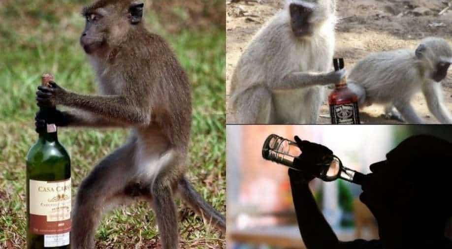 Alcoholic monkeys New treatment reduces drinking by 50, could help humans next Trending News