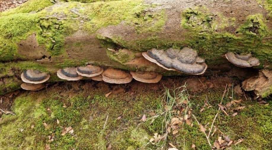Believe it or not Fungi talk to each other like humans, claims study