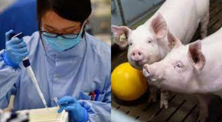 Dangerous superbugs may get transmitted from pigs to humans, say