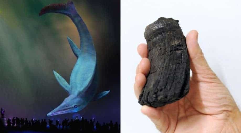 Revisiting prehistoric era: Fossils of 3 ichthyosaurs including giant tooth found in Swiss Alps, says study - WION