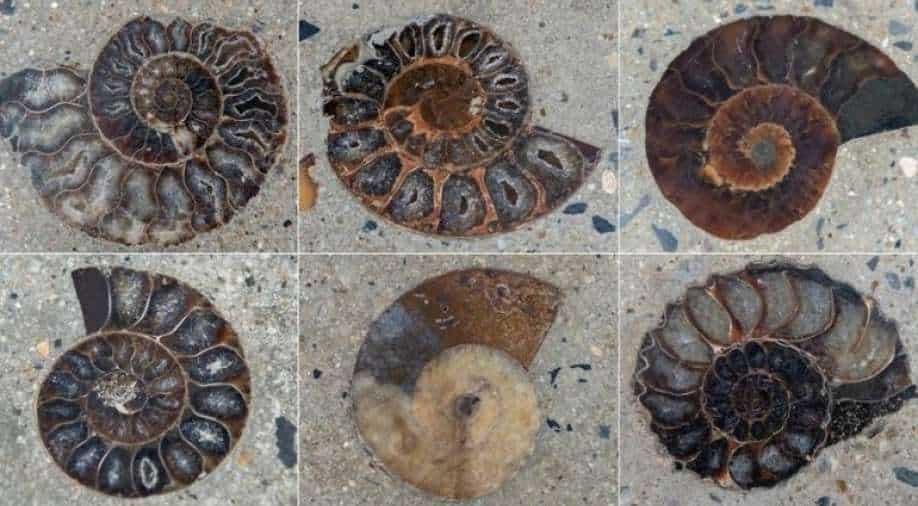 259677-fossil.jpg
