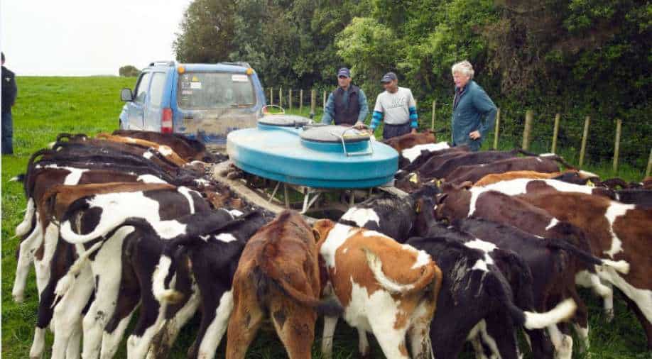 To cut methane emissions, New Zealand to charge farmers for cow and sheep burps - World News