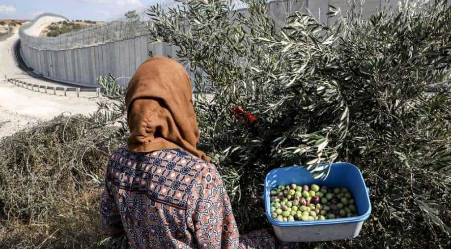 World's earliest domestication of fruit trees took place 7,000 years ago in Jordan: Study - Vimarsana News